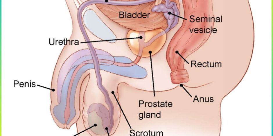 What Is Testicular Cancer? Testicular Cancer Treatment In Pune